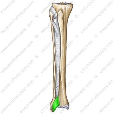 Anterior tibiofibular ligament (lig. tibiofibulare anterius)